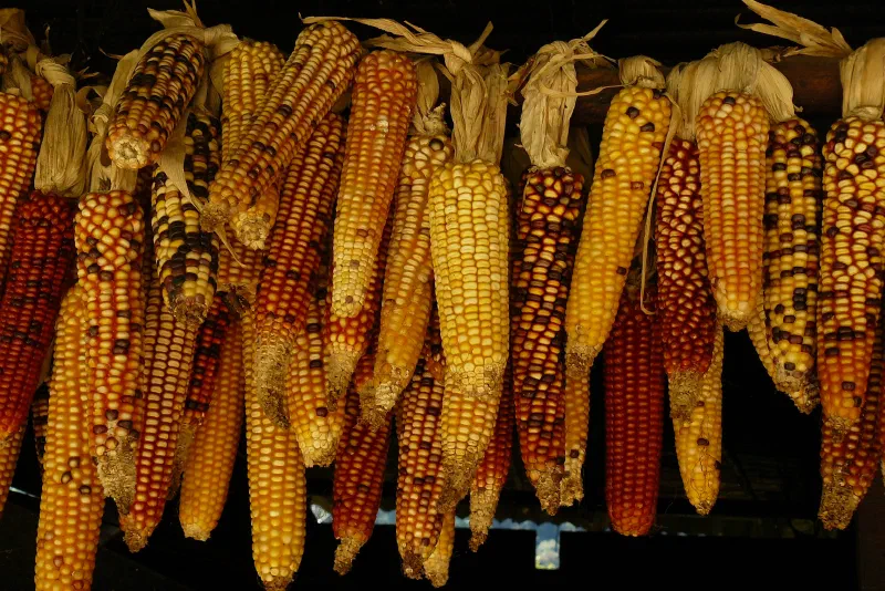 Fall corn
